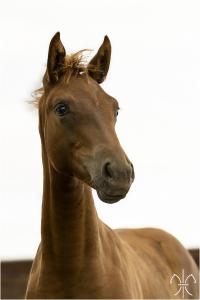 Photo cheval a vendre FAUSTINA DE LA GESSE